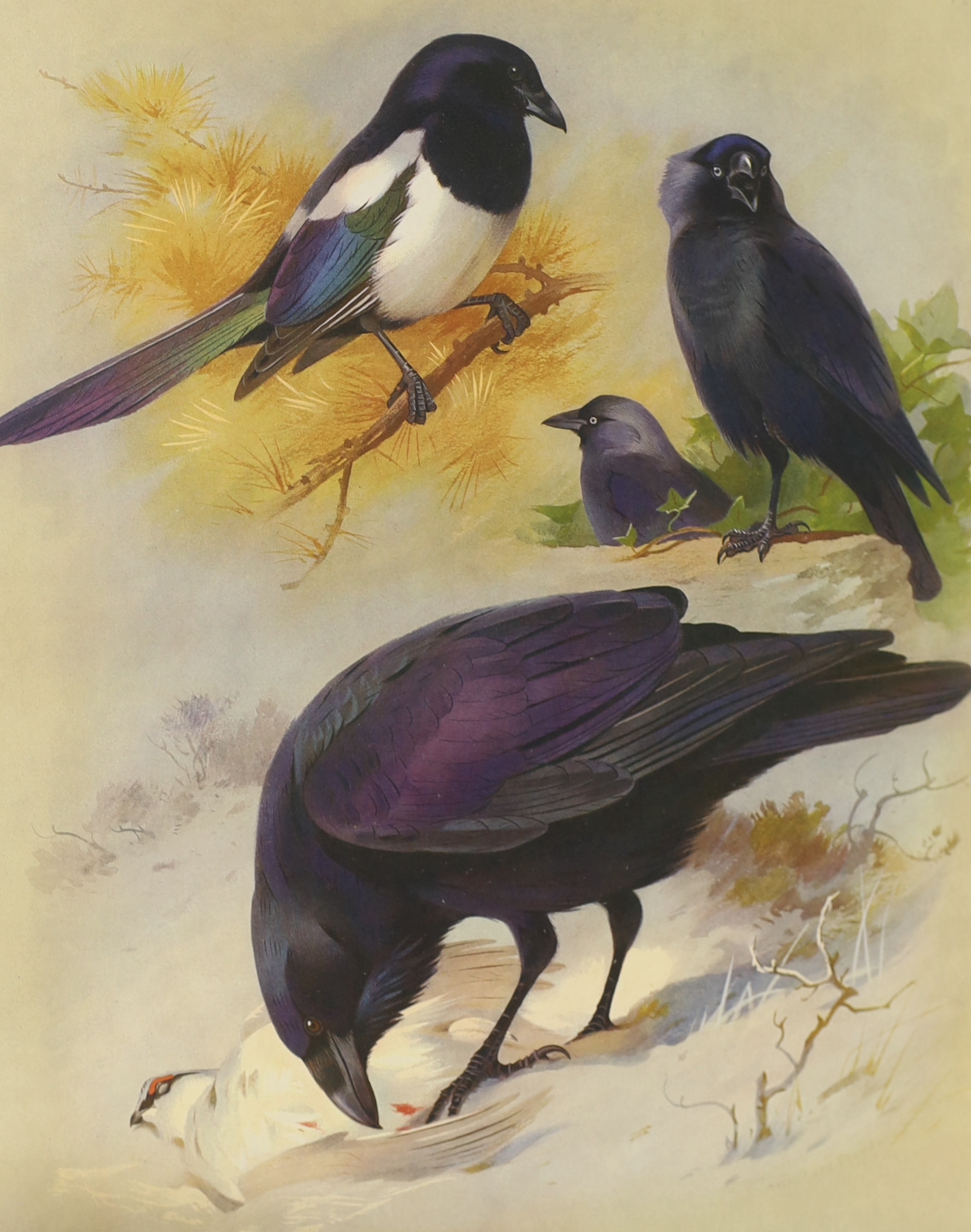 Thorburn, Archibald - British Birds. 2nd edition, 4 vols. 80 coloured plates (with guards); publisher's gilt ruled and lettered cloth, roy. 4to. 1916